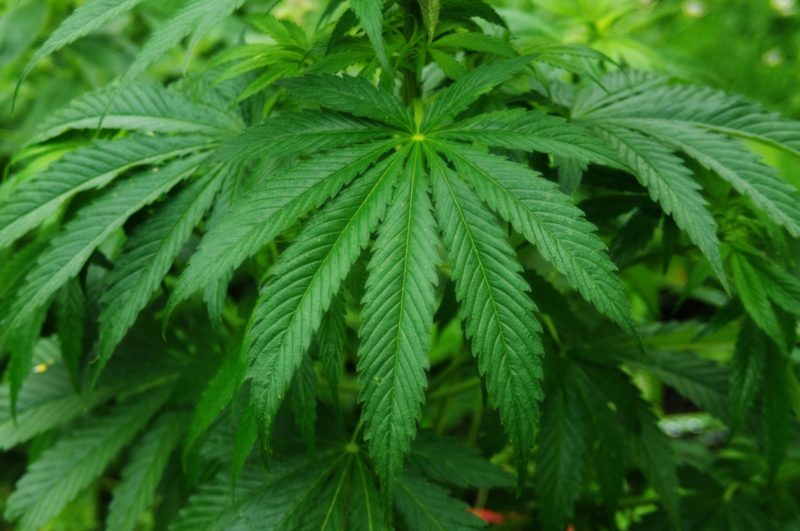 cannabis plant 