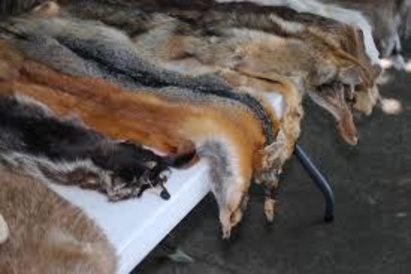 Image of animal furs 