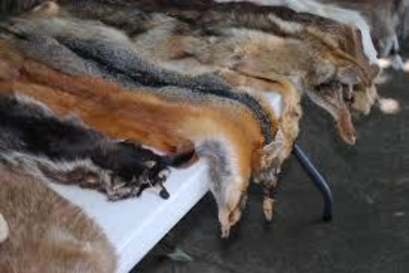 fox pelts