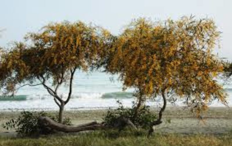 Acacia trees