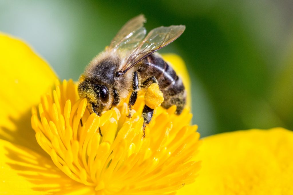 A bumblebee on a dandelion