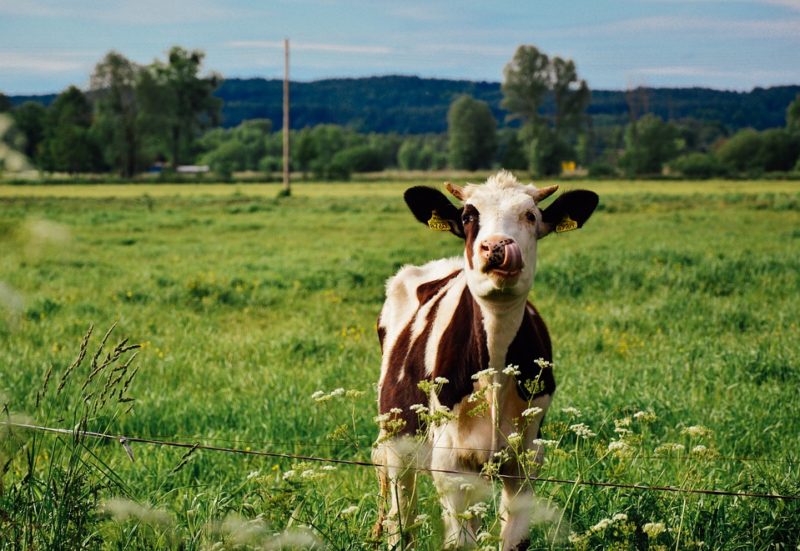 Photo of a cow in a meadow.
