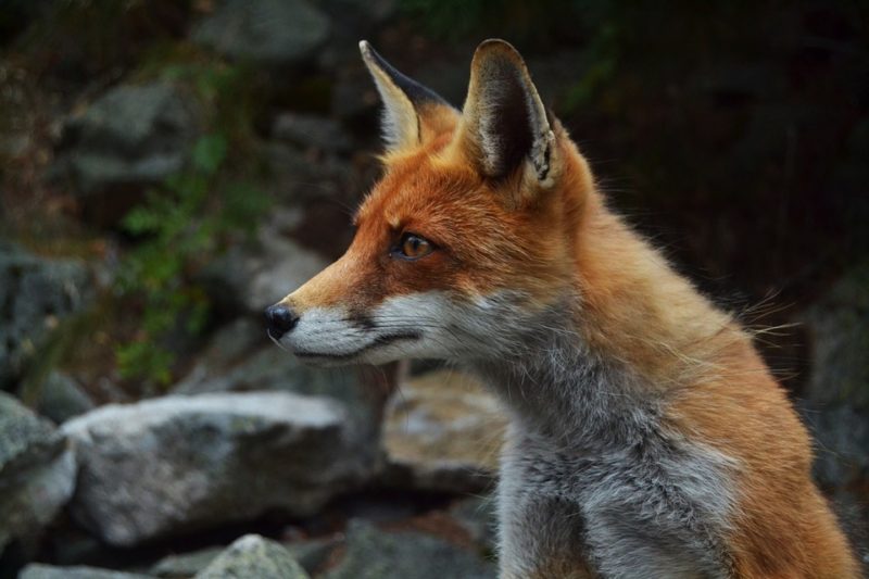 Close up photo of a fox with grass and rocks in the background. The fox is sitting down and facing left.