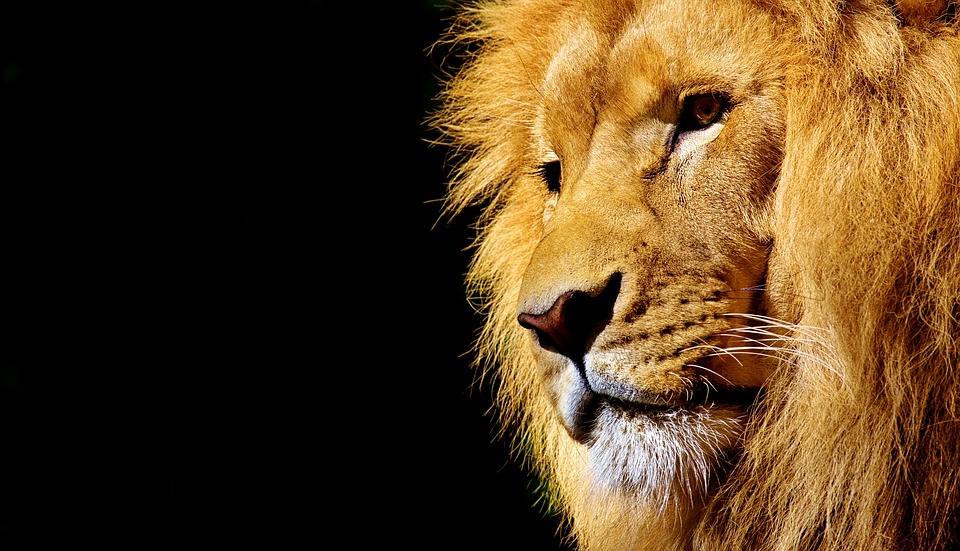 An image of a lion's face
