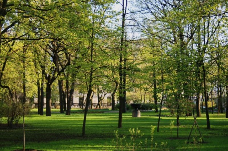 Trees in park