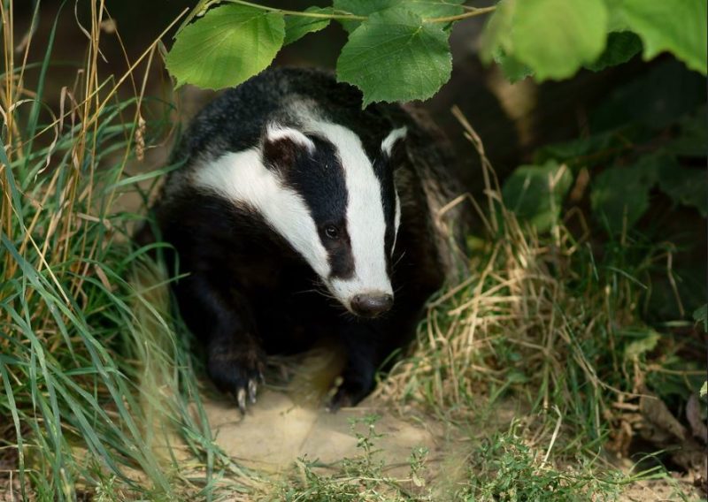 Photo of badger emerging from its sett