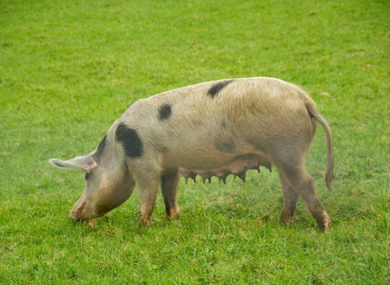 Photo of sow eating grass in a field