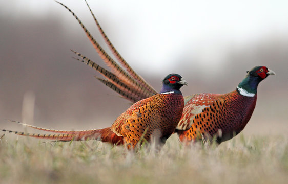 Image of two pheasants in the wild