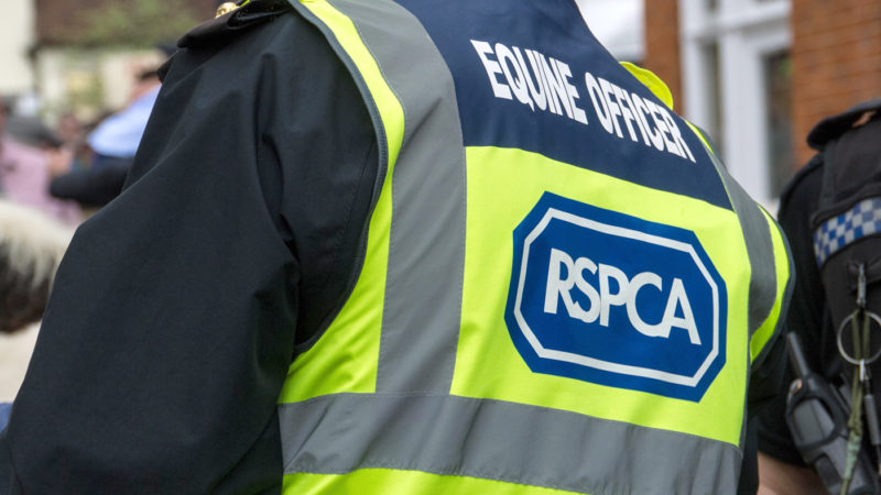 Image of an RSPCA officer in high-vis