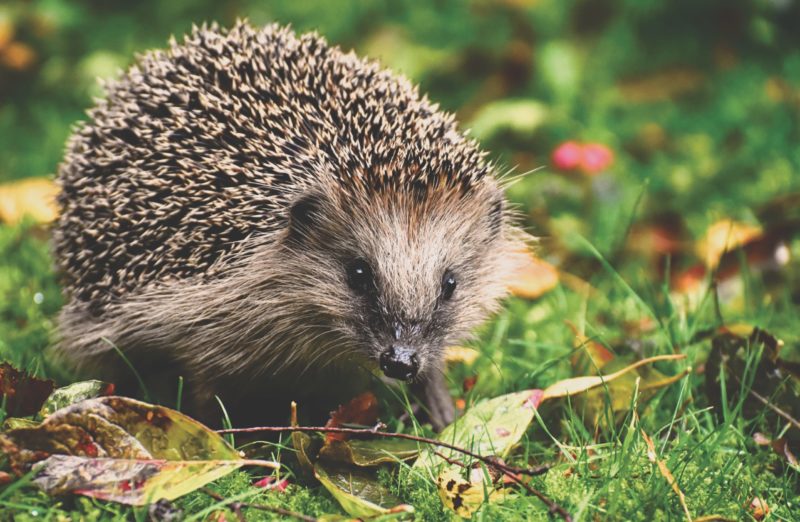 Close crop image of brown hedgehog standing on a bed of green grass and leaves