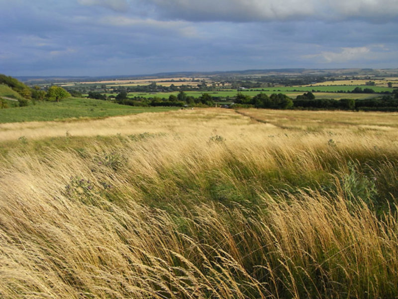 Image of a UK Grassland  with  blue sky behind